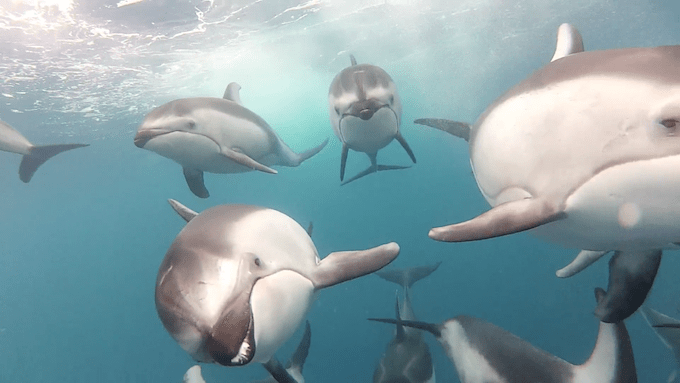 Unterwasseraufnahme GoPro Delphine